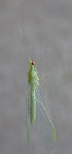 Réf. 324 734 : Chrysoperla sp.